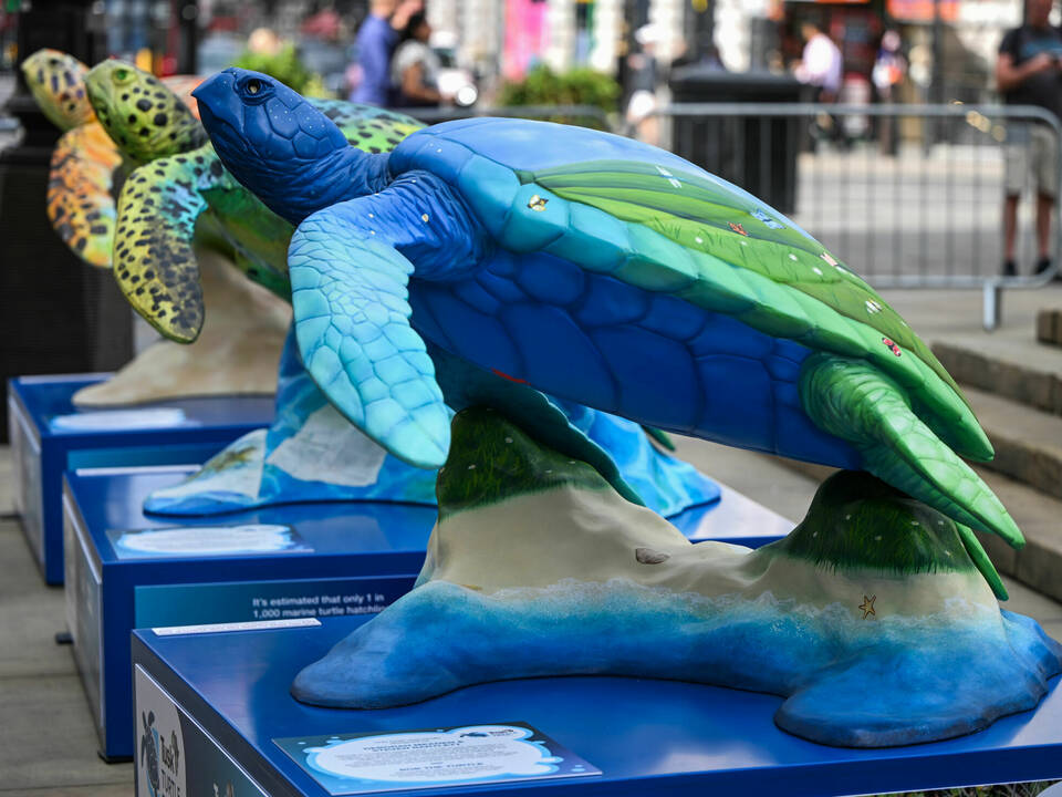 The Tusk Turtle Trail Launch 020