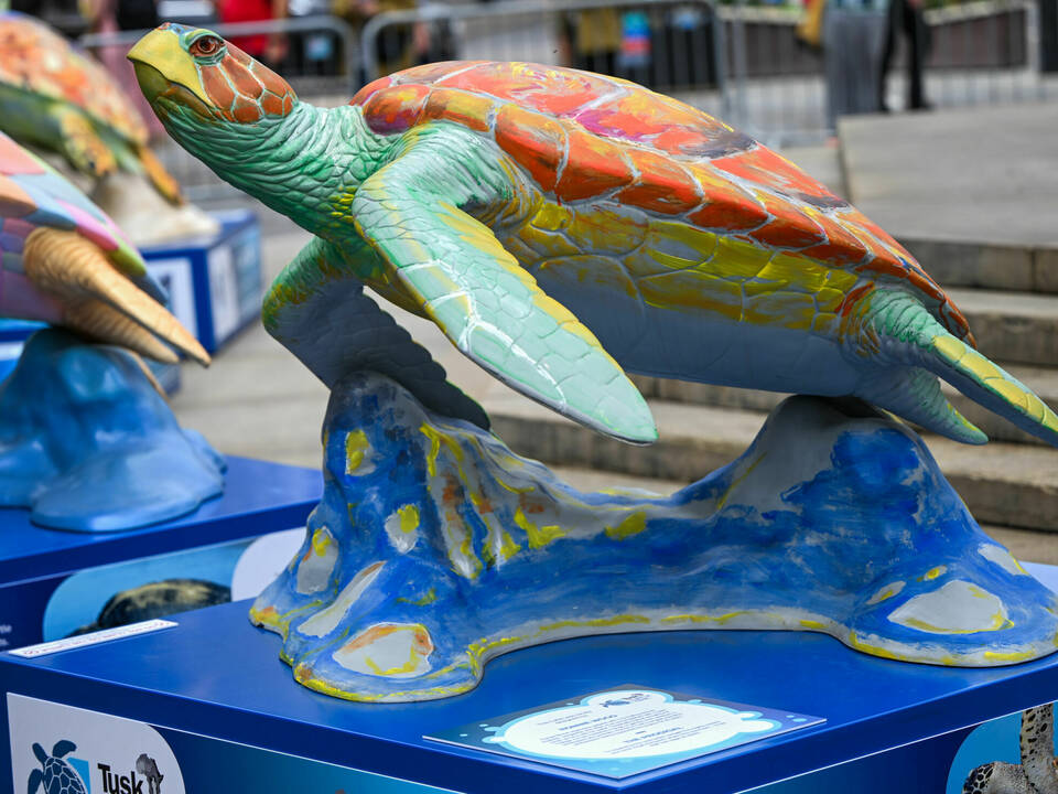 The Tusk Turtle Trail Launch 022