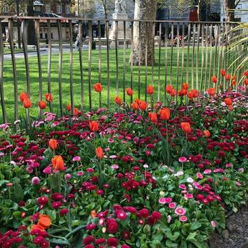Leicester Square gardens flowers